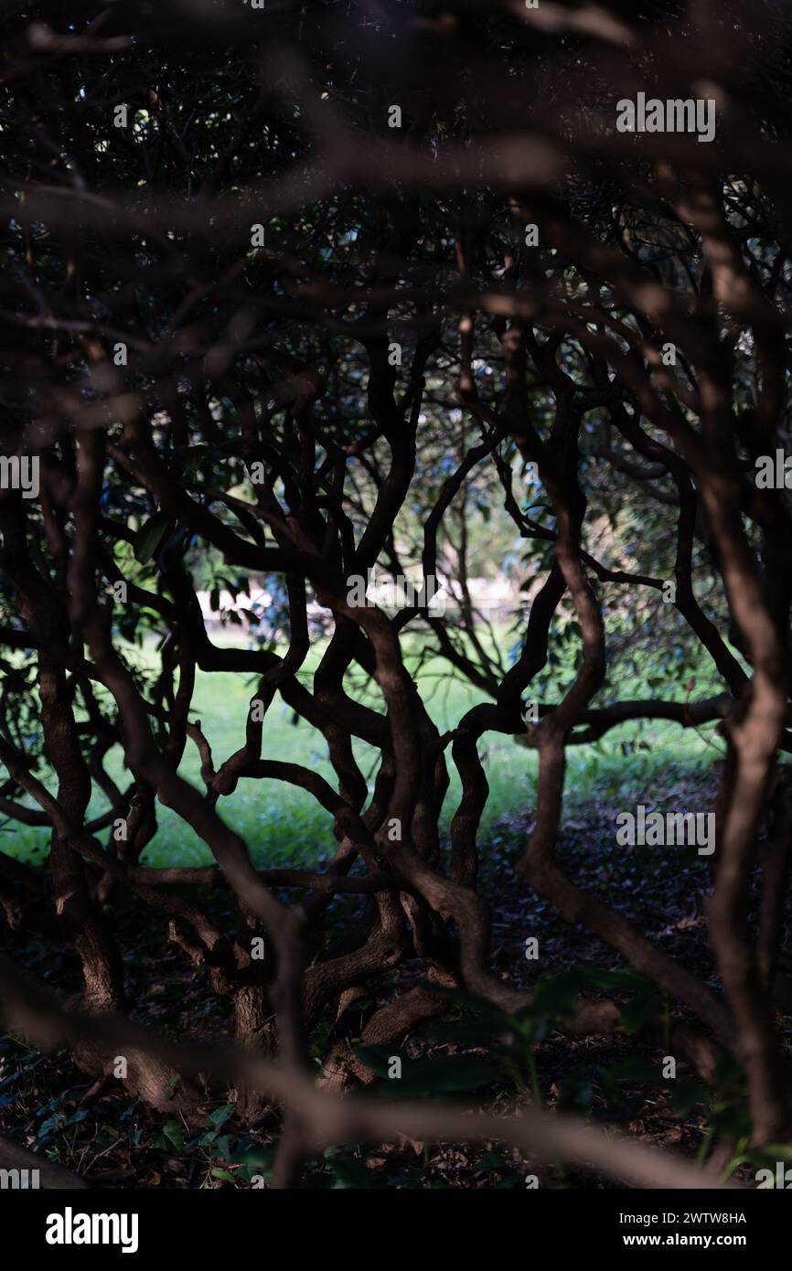 Evergreen trees stands hi-res stock photography and images - Alamy