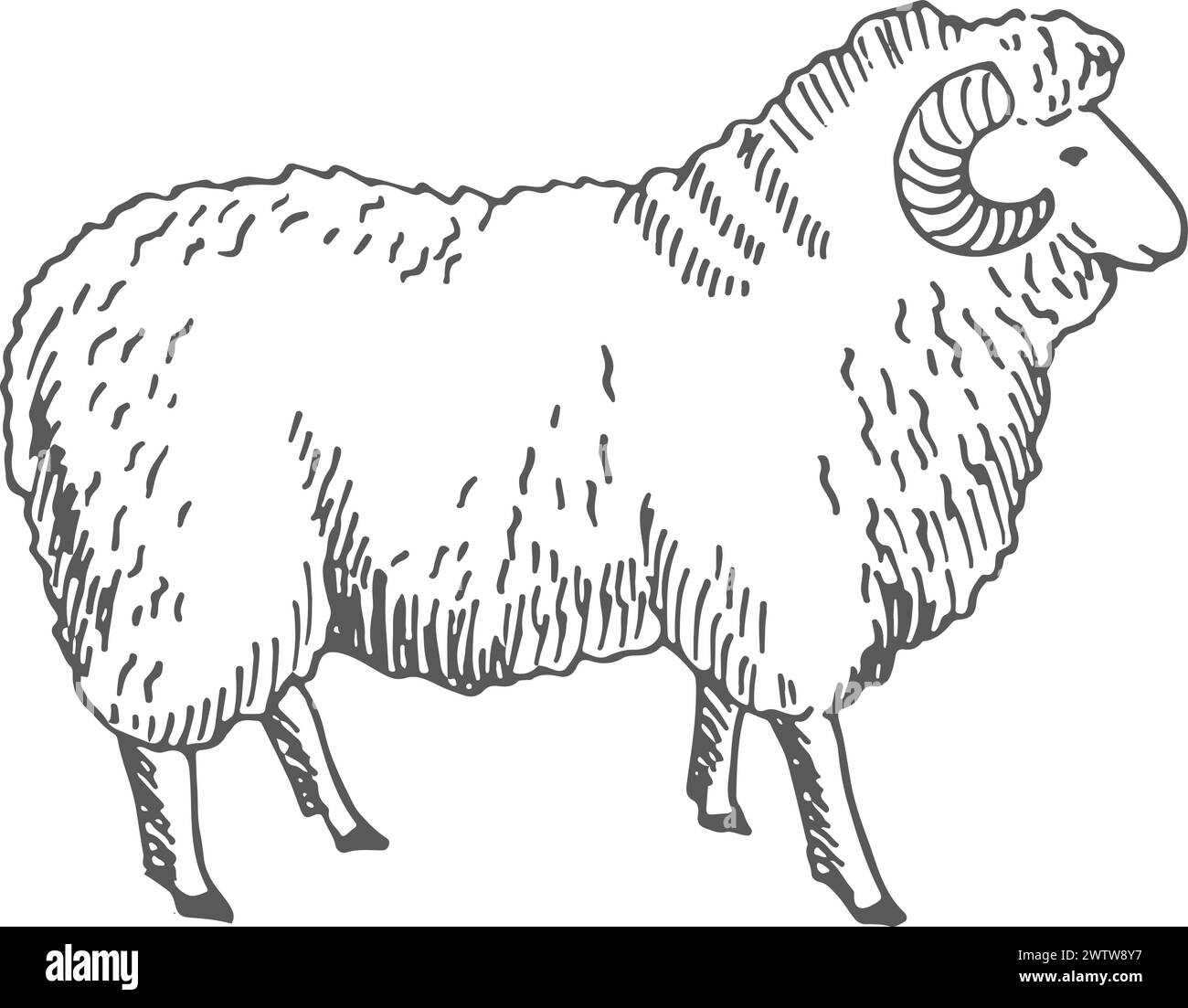 Ram sketch. Horned farm animal. Wool sheep Stock Vector