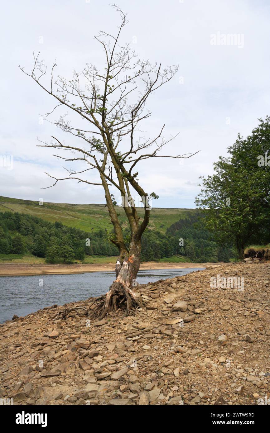 Dead tree standing by Derwent reservoir, Derbyshire England UK Stock Photo