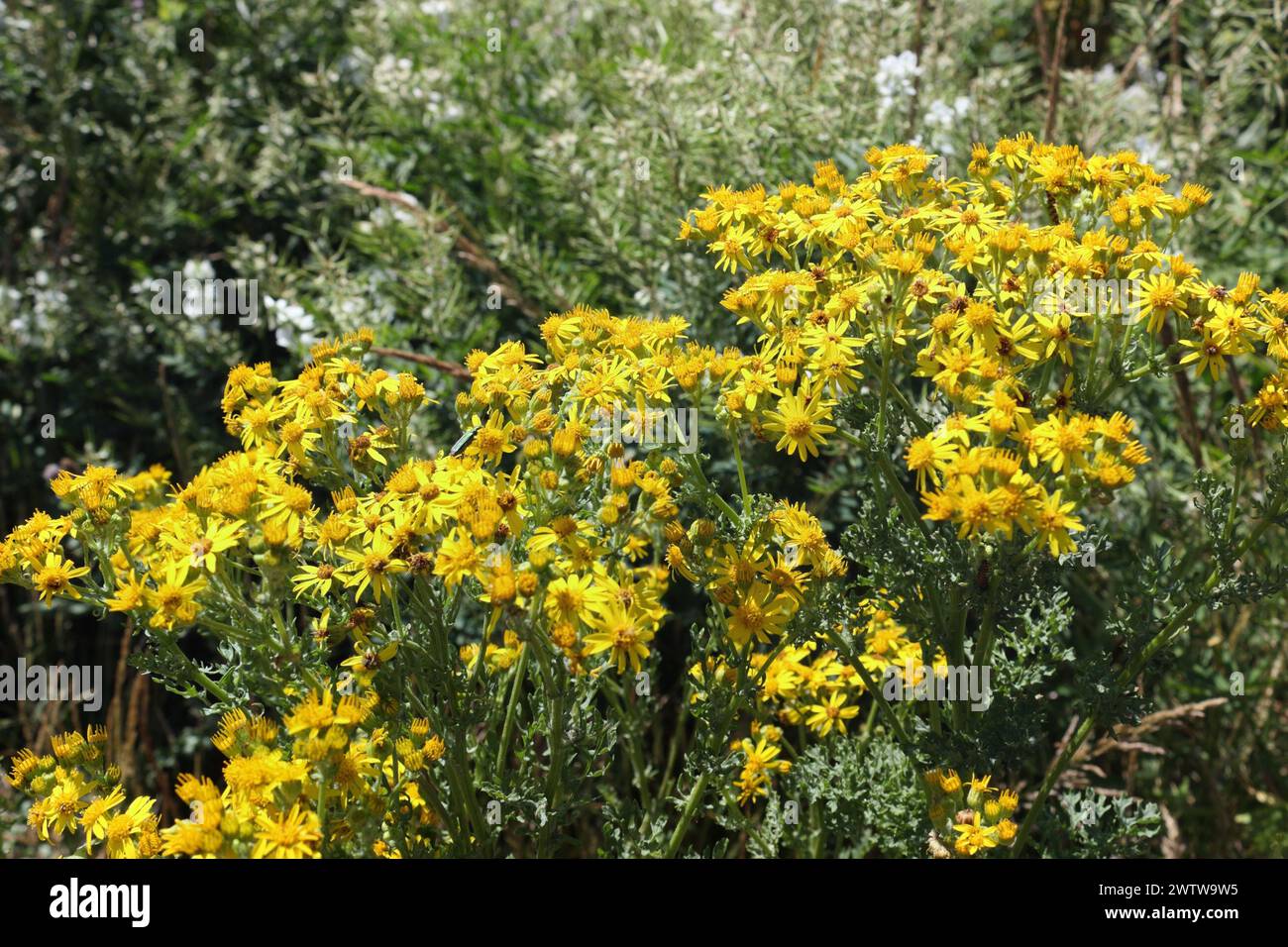 Former waste ground in Cardiff Bay Atlantic wharf area Wales UK, now built upon and lost biodiversity wildflowers Ragwort Stock Photo