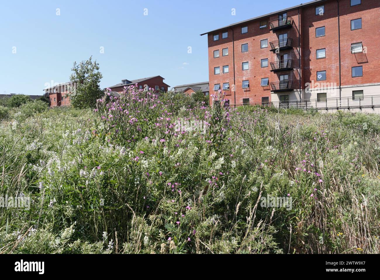 Former waste ground in Cardiff Bay Atlantic wharf area Wales UK, now built upon and biodiversity lost to development wildflowers weeds Stock Photo