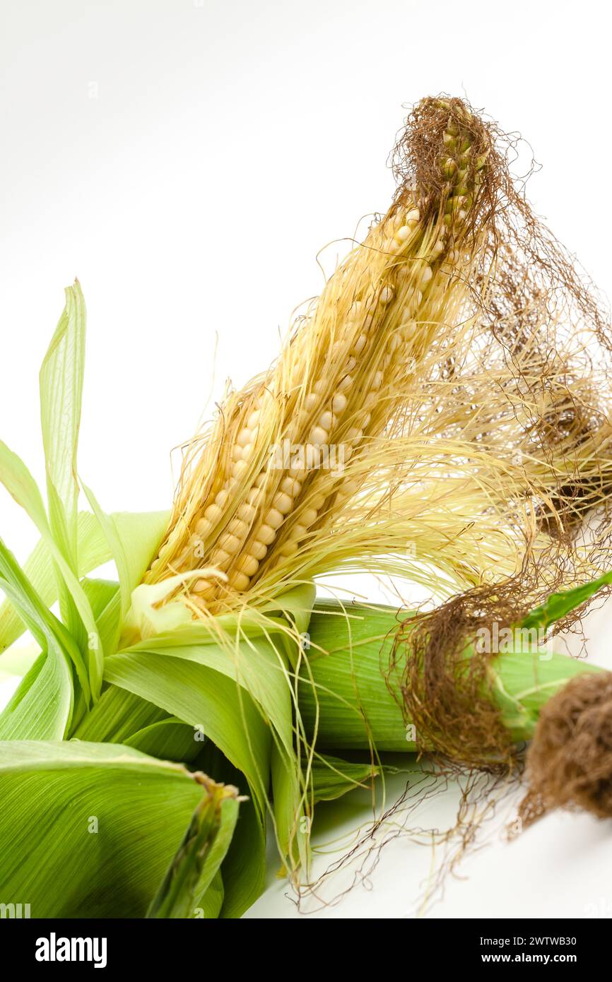 Bunch of fresh sweet corn, one of which is shelled. Selective focus with shallow depth of field. Stock Photo