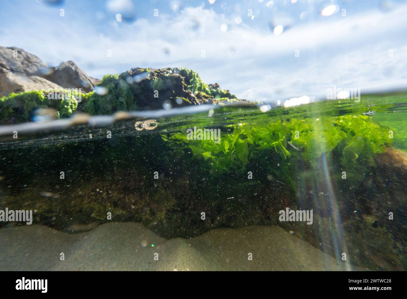Ocean rock underwater floor hi-res stock photography and images - Alamy