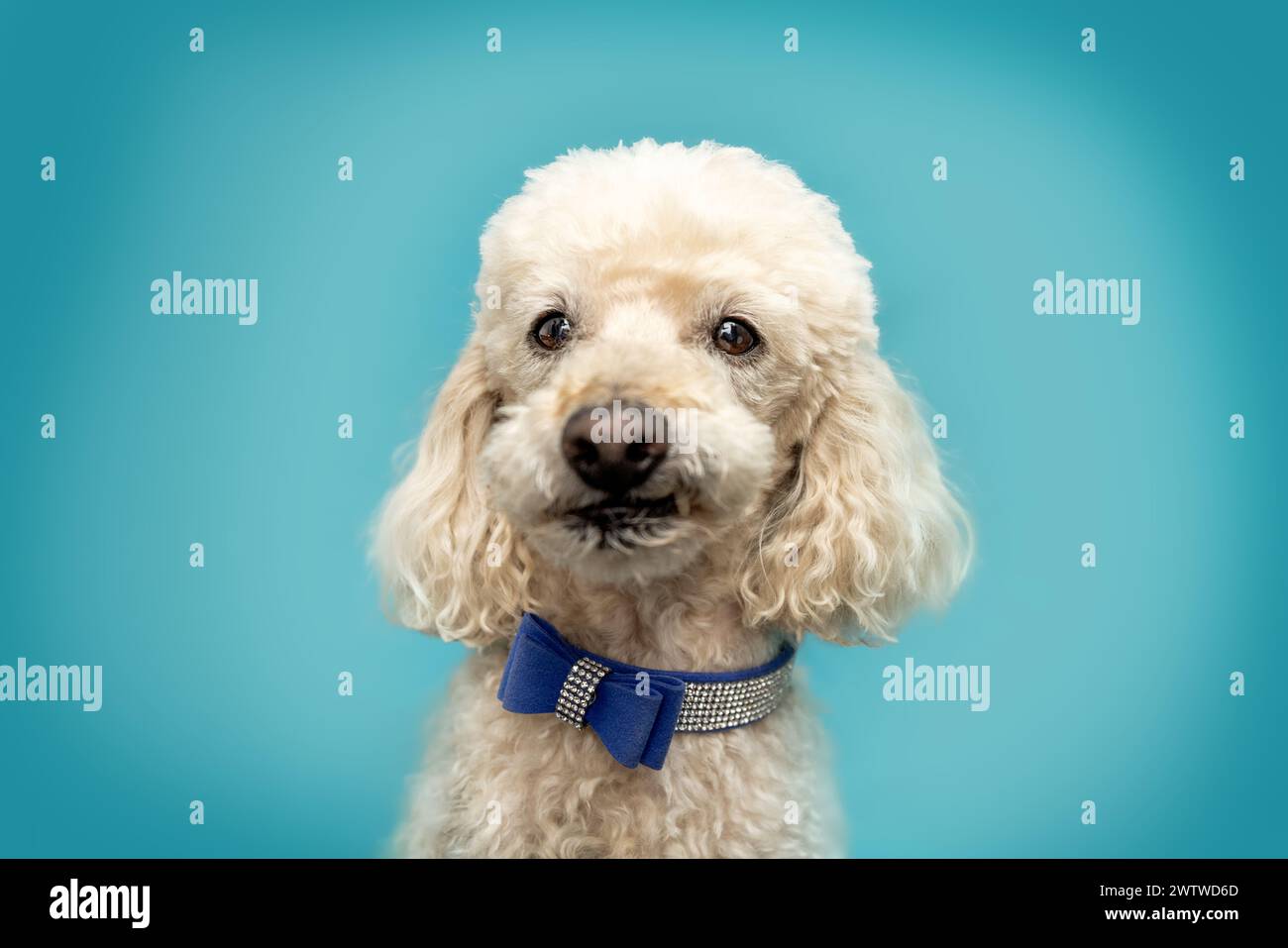 A white poodle dog in front of a colorful blue studio background Stock Photo