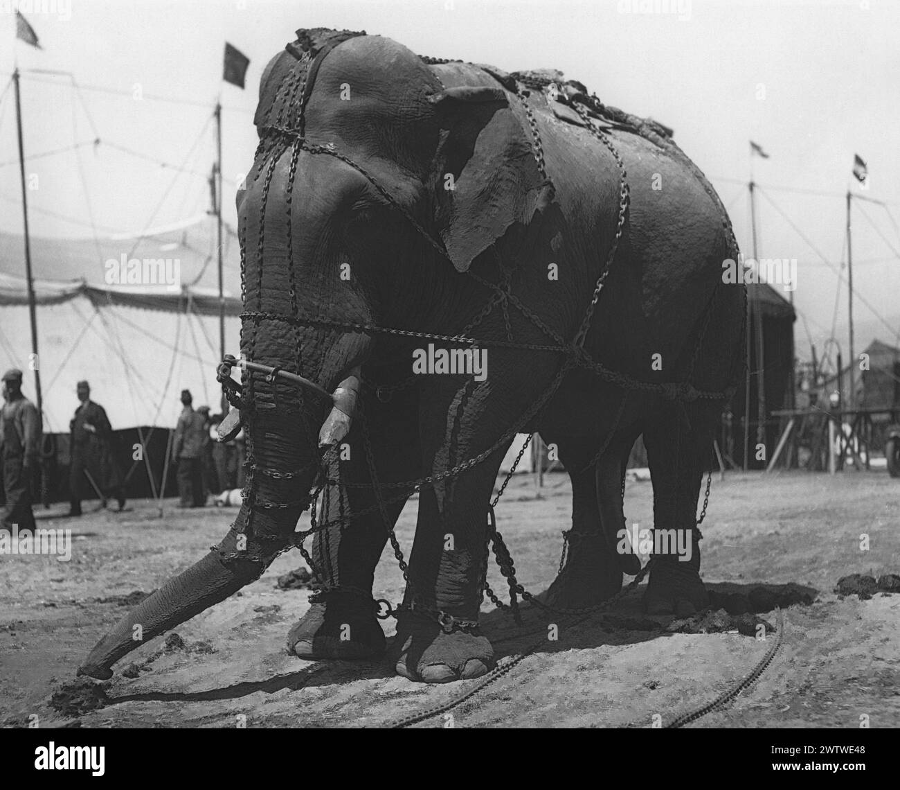 1930s CIRCUS ELEPHANT DRAPED IN CHAINS Stock Photo
