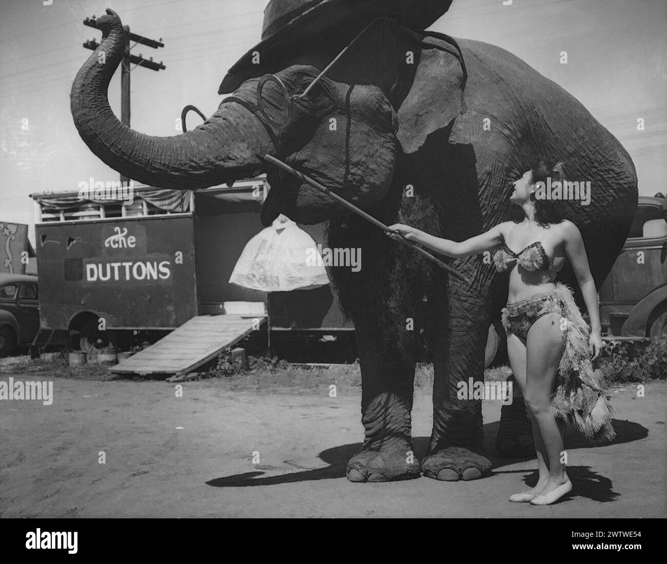 A woman in circus attire coerces an elephant in a giant hat and spectacles with a stick as part of The Dutton's act. Stock Photo