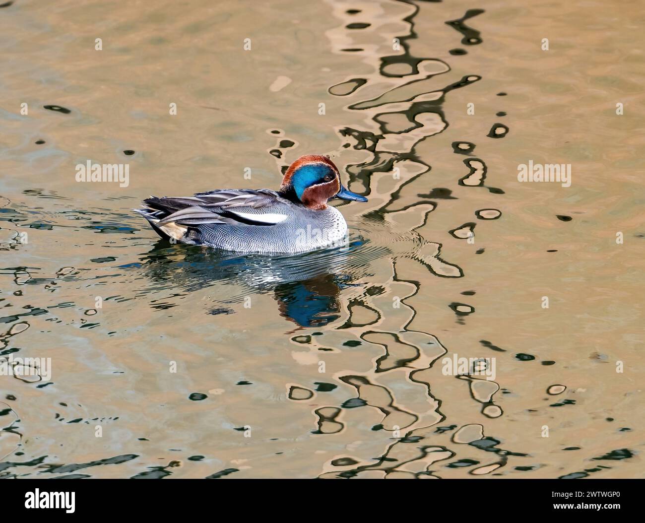 A male Eurasian Teal (Anas crecca) swimming in a pond. Tokyo, Japan. Stock Photo