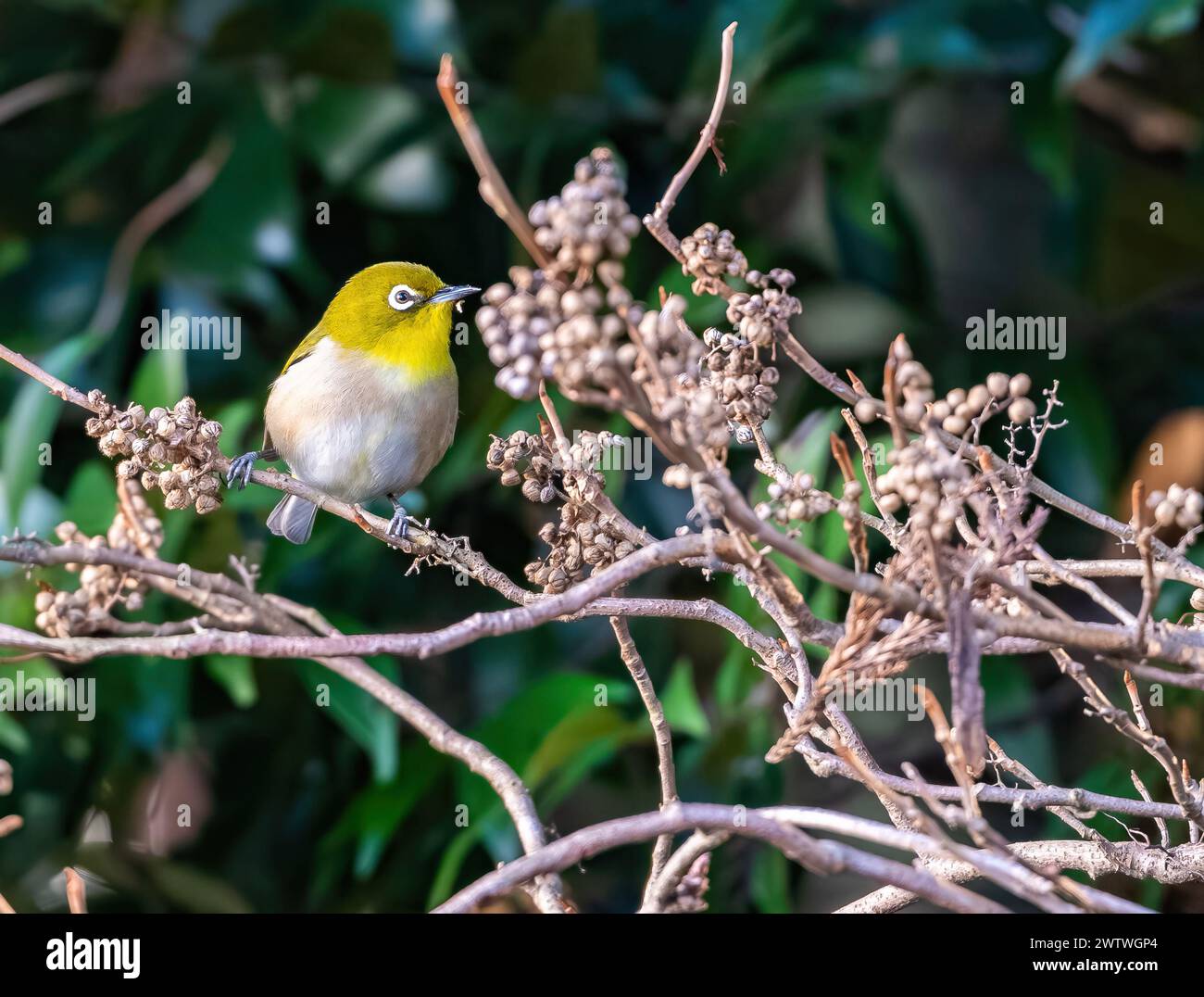 A Warbling White-eye (Zosterops japonicus) feeding on seeds. Tokyo, Japan. Stock Photo