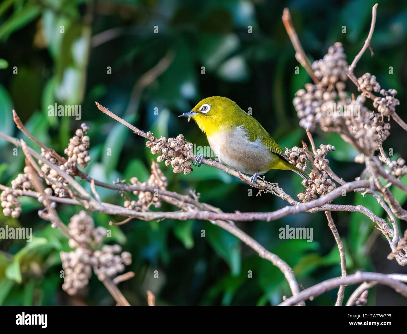 A Warbling White-eye (Zosterops japonicus) feeding on seeds. Tokyo, Japan. Stock Photo