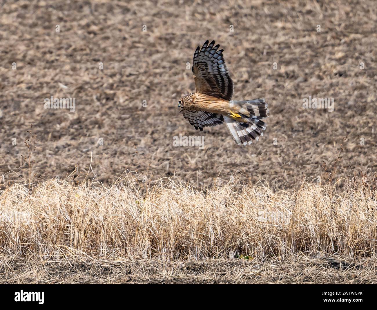 A Hen Harrier (Circus cyaneus) hunting in open field. Ibaraki, Japan. Stock Photo