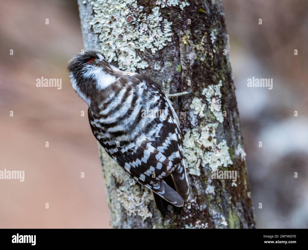 A male Japanese Pygmy Woodpecker (Yungipicus kizuki) foraging on a tree. Note the small red fleck behind eye, which is often hidden. Nagano, Japan. Stock Photo
