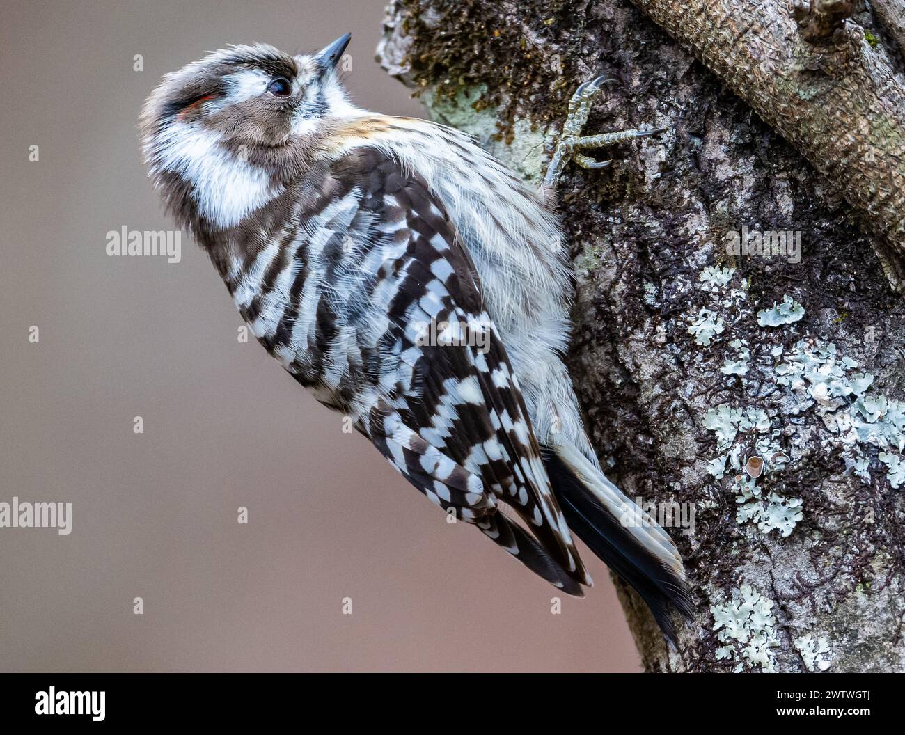 A male Japanese Pygmy Woodpecker (Yungipicus kizuki) foraging on a tree. Note the small red fleck behind eye, which is often hidden. Nagano, Japan. Stock Photo