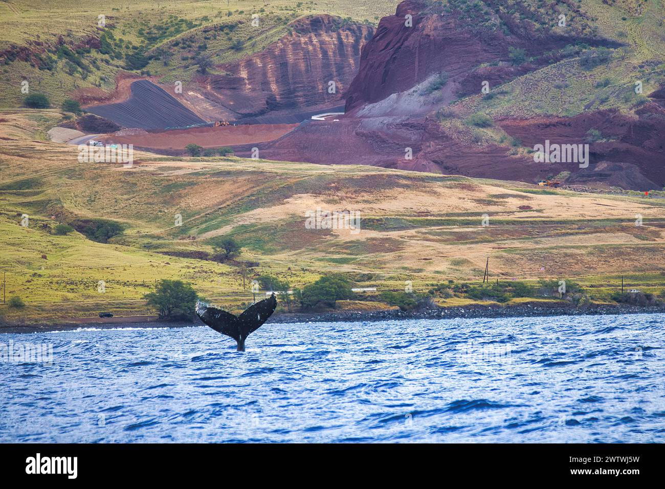 Humpback whale tail with west maui mountains in the distance Stock ...