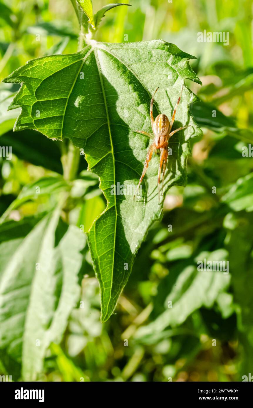 An Argiope trifasciata spider is on a green leaf Stock Photo