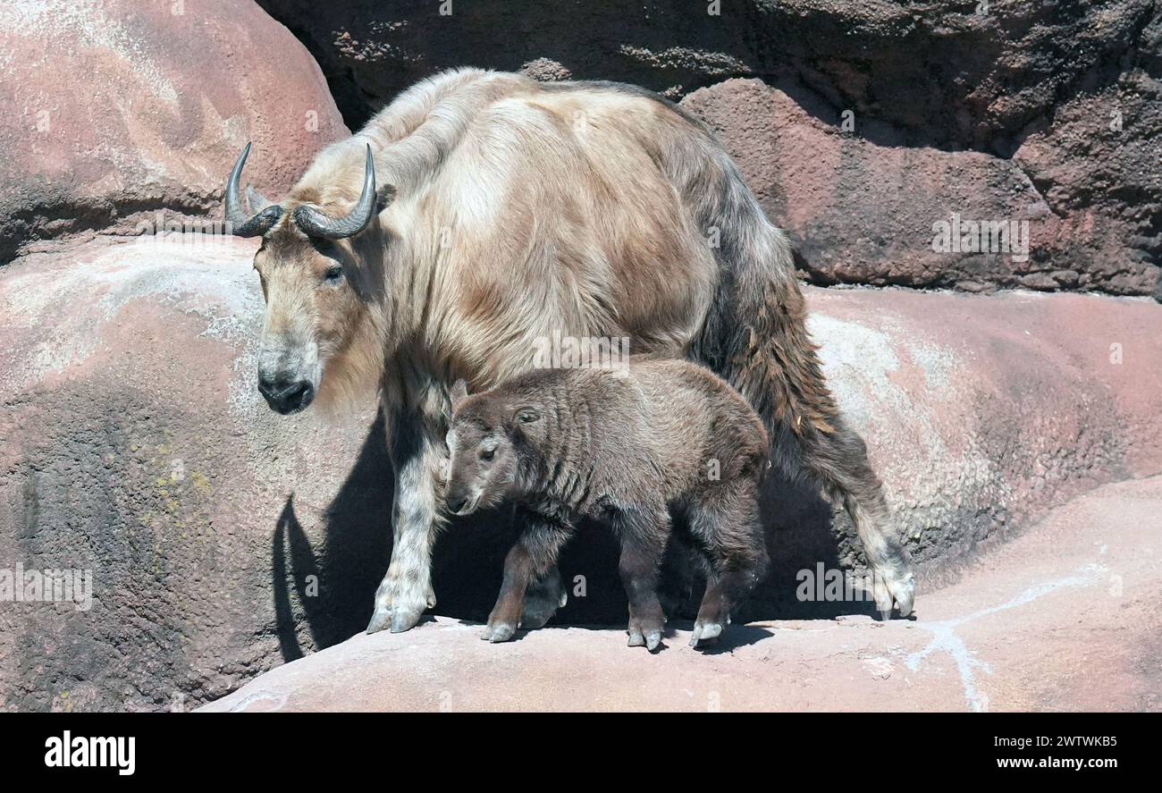St. Louis, United States. 19th Mar, 2024. A baby Sichuan takin female ...