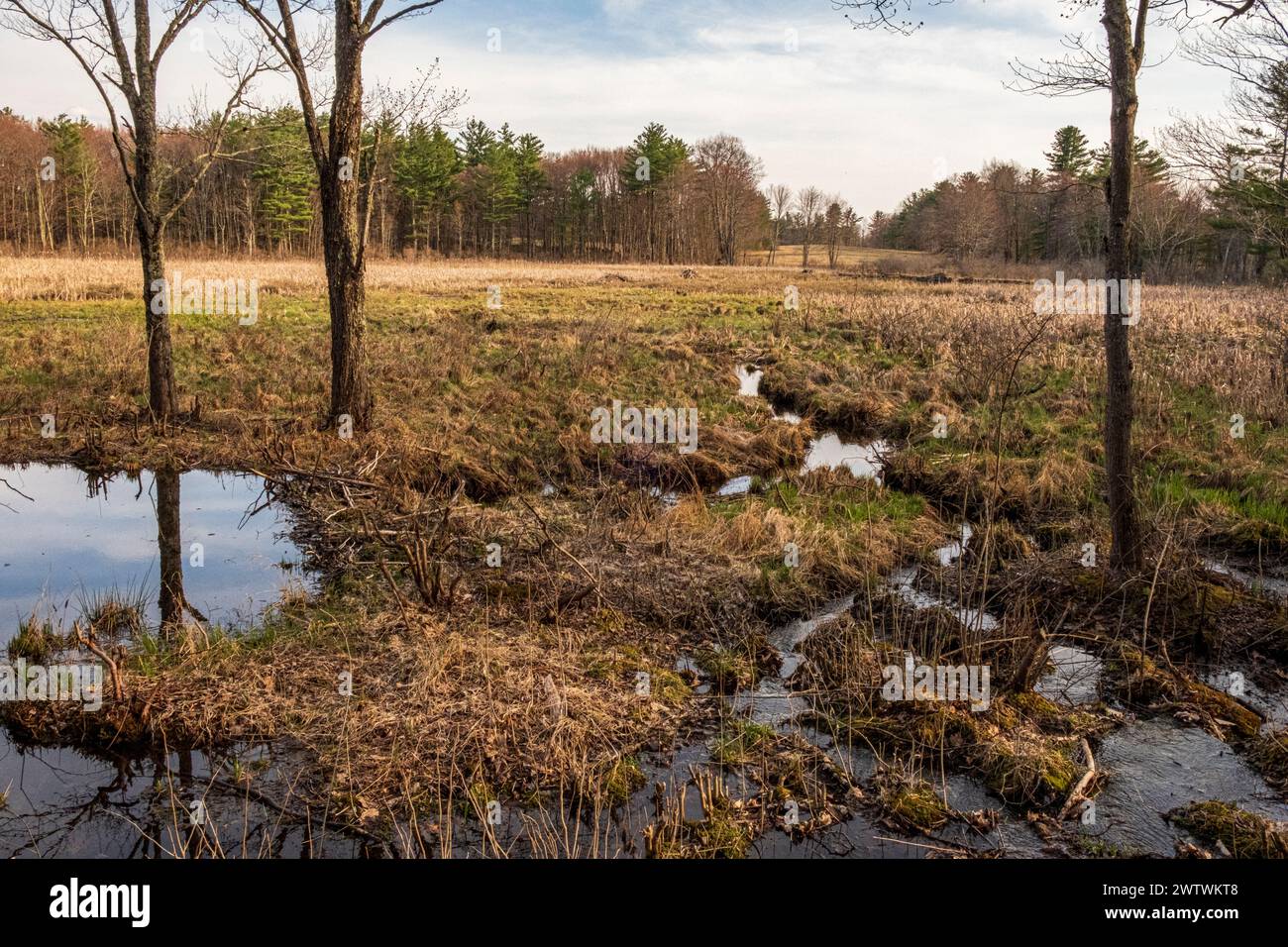 A large marsh along a rural road in Phillipston, Massachusetts Stock Photo