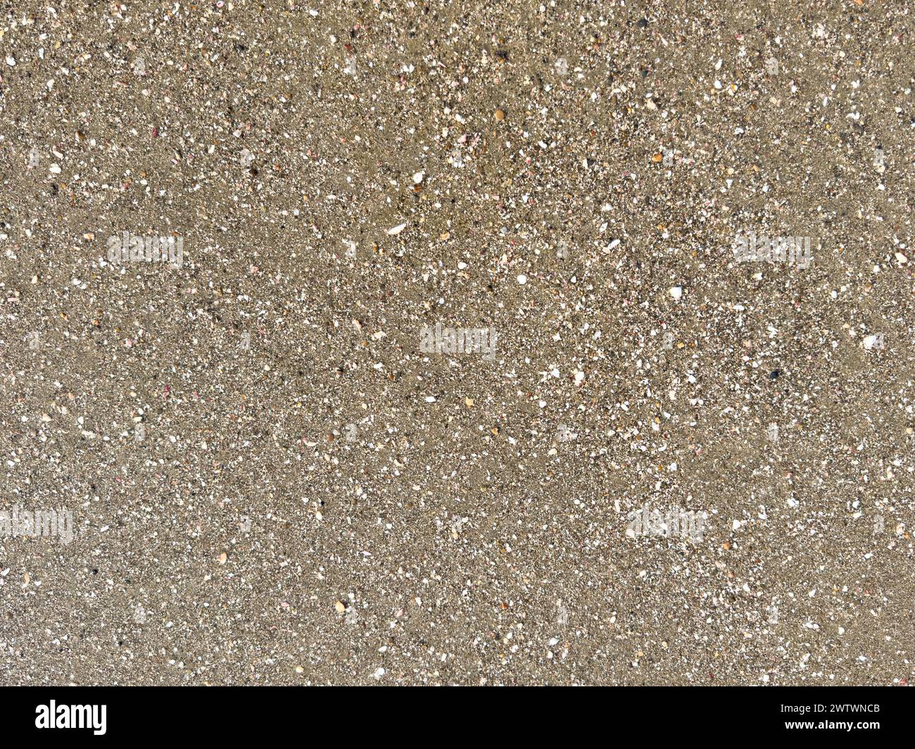 Pattern of sand with wet surface with white shells and stones Stock Photo