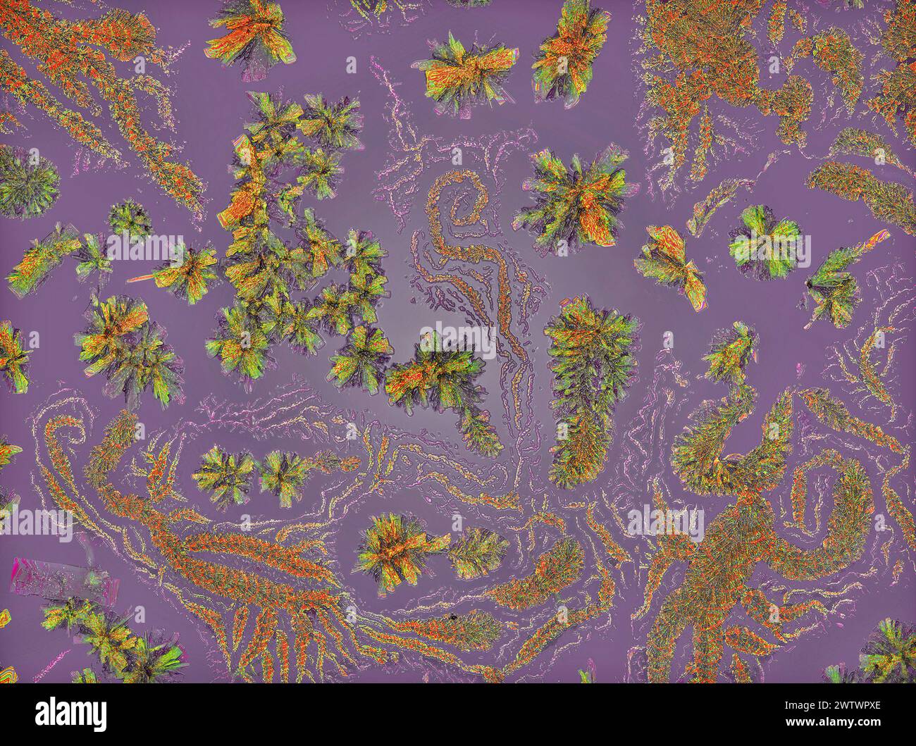 Polarised light micrograph of crystals of the antibiotic drug ...