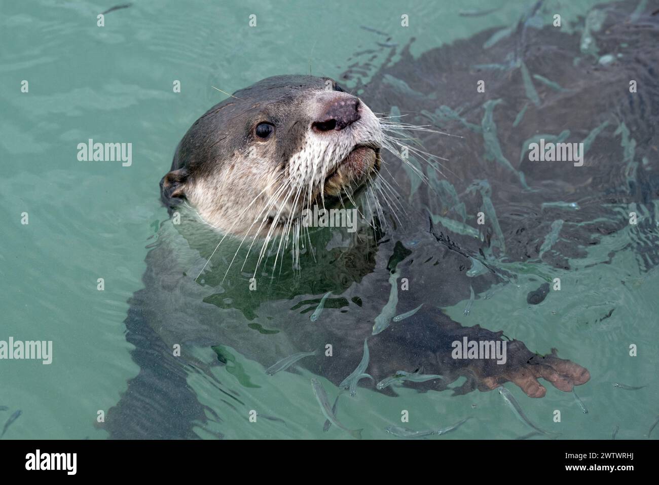 Young Cape clawless otter (Aonyx capensis), also known as the African ...