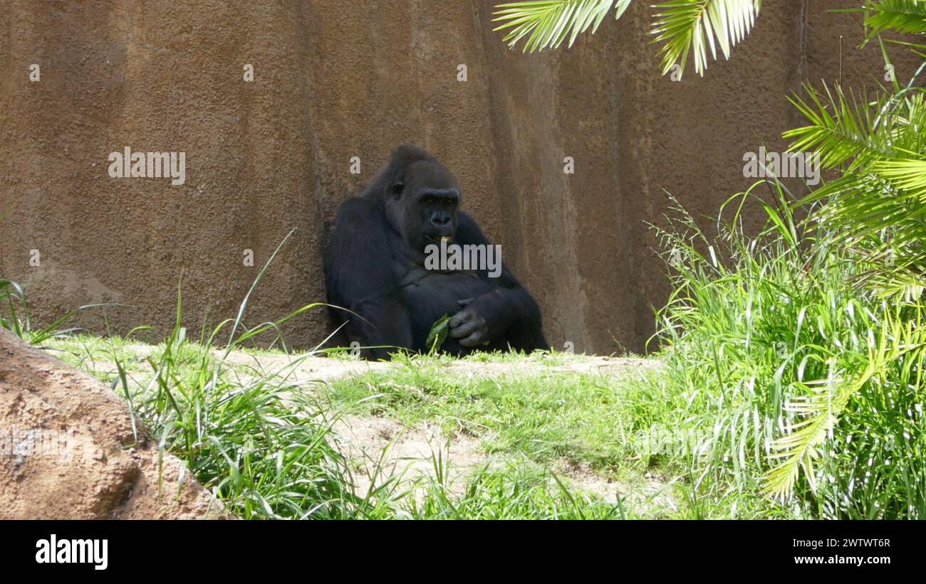 Los Angeles, California, USA 18th March 2024 Western Lowland Gorilla at ...