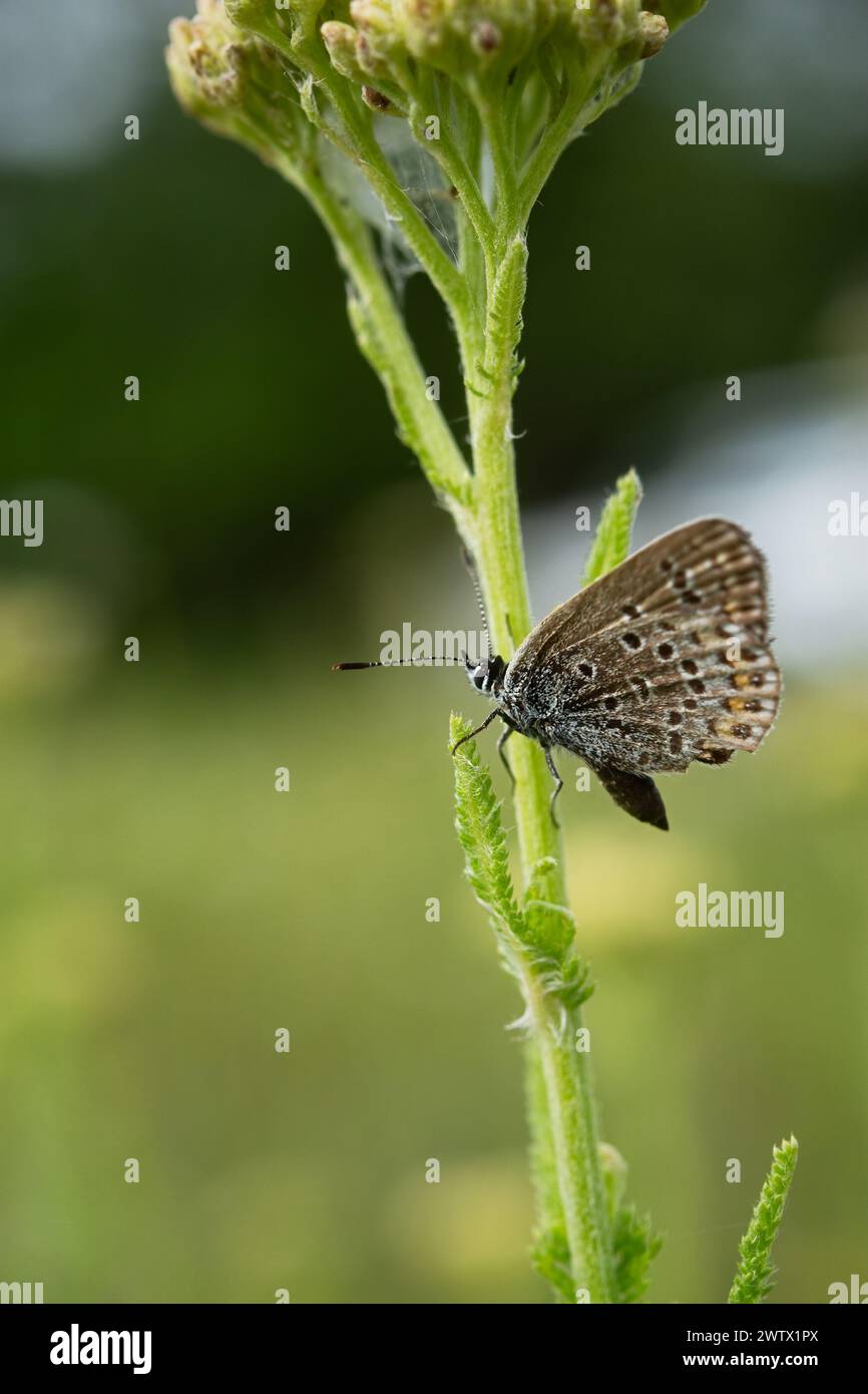 A blue Lycaenidae butterfly in close-up on a wildflower. Polyommatus icarus is a beautiful blue-colored pigeon. A butterfly sits on a blurred green ba Stock Photo
