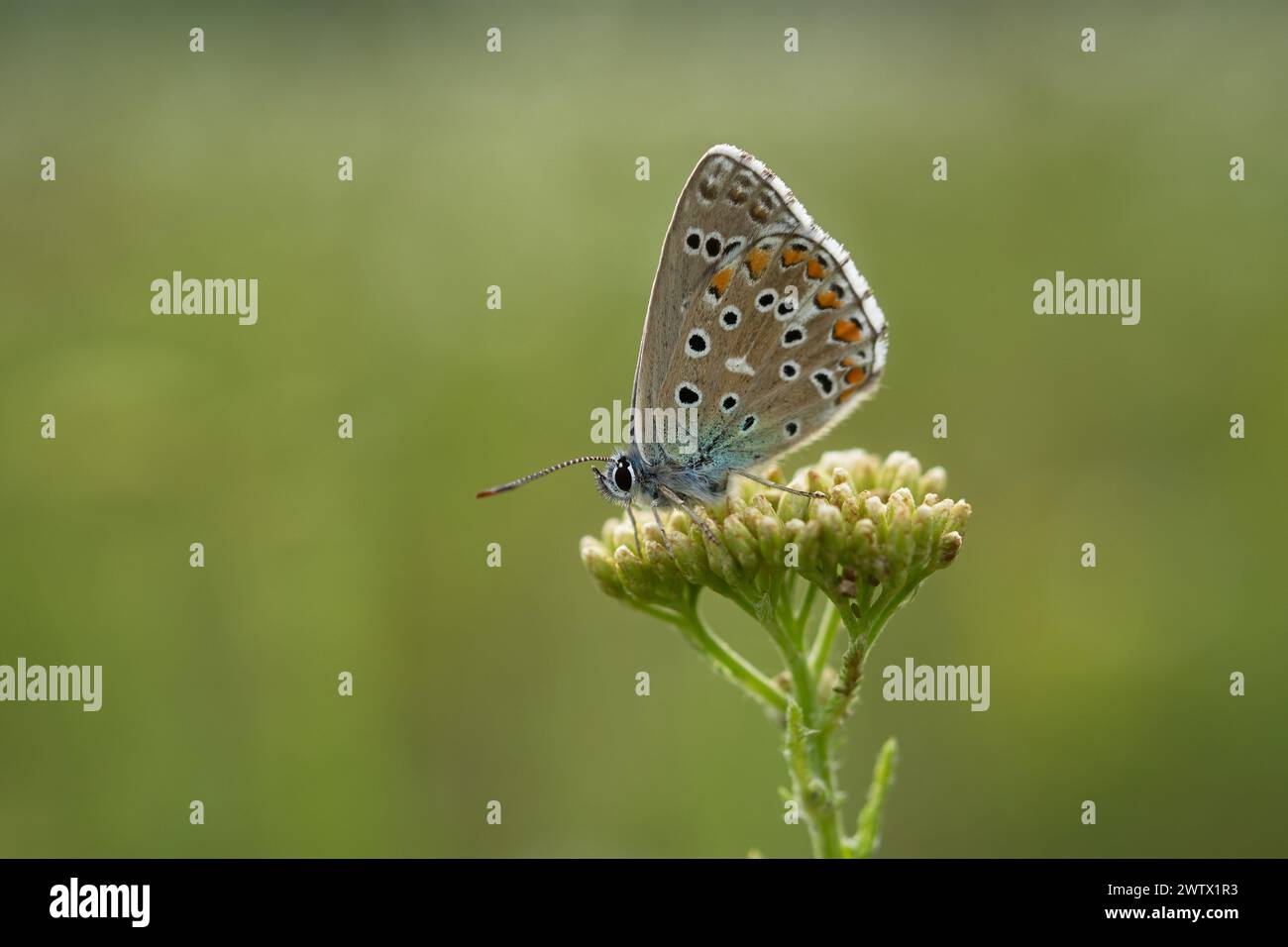 A blue Lycaenidae butterfly in close-up on a wildflower. Polyommatus icarus is a beautiful blue-colored pigeon. A butterfly sits on a blurred green ba Stock Photo