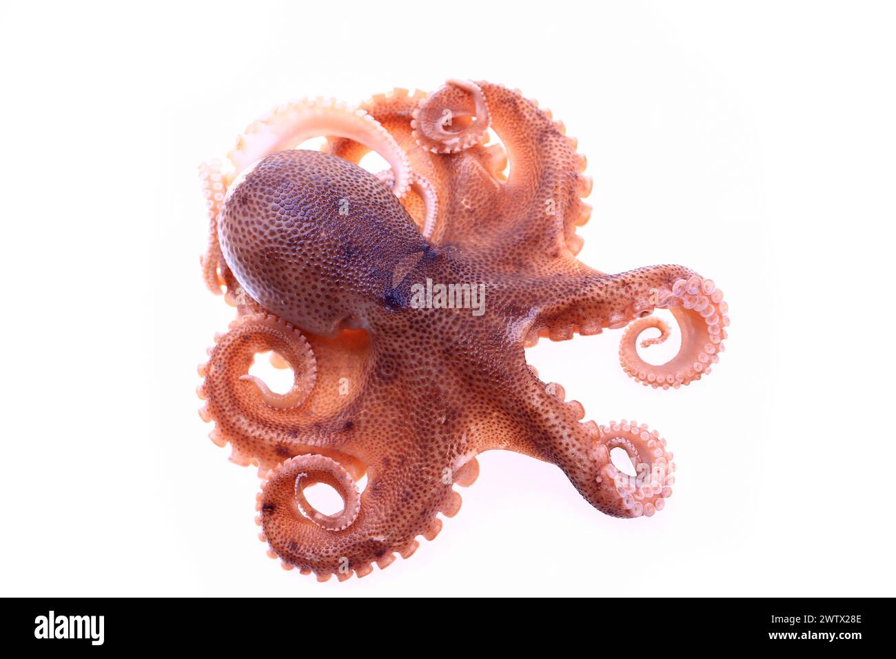 Octopus on a white background Stock Photo - Alamy