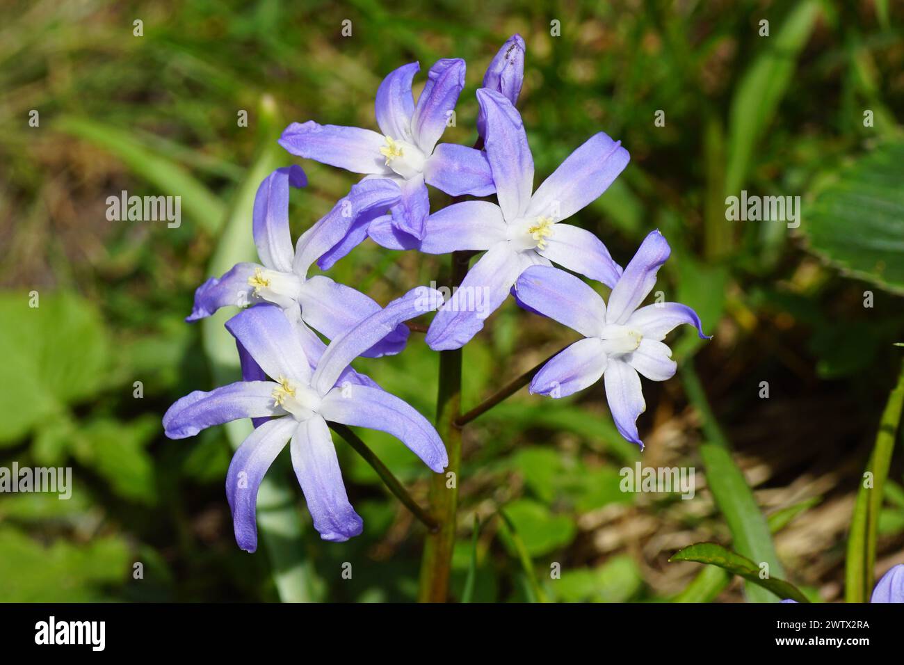 Close up of flowering Glory of the Snow (Chionodoxa luciliae), subfamily Scilloideae, family Asparagaceae. Spring, March. Dutch garden Stock Photo