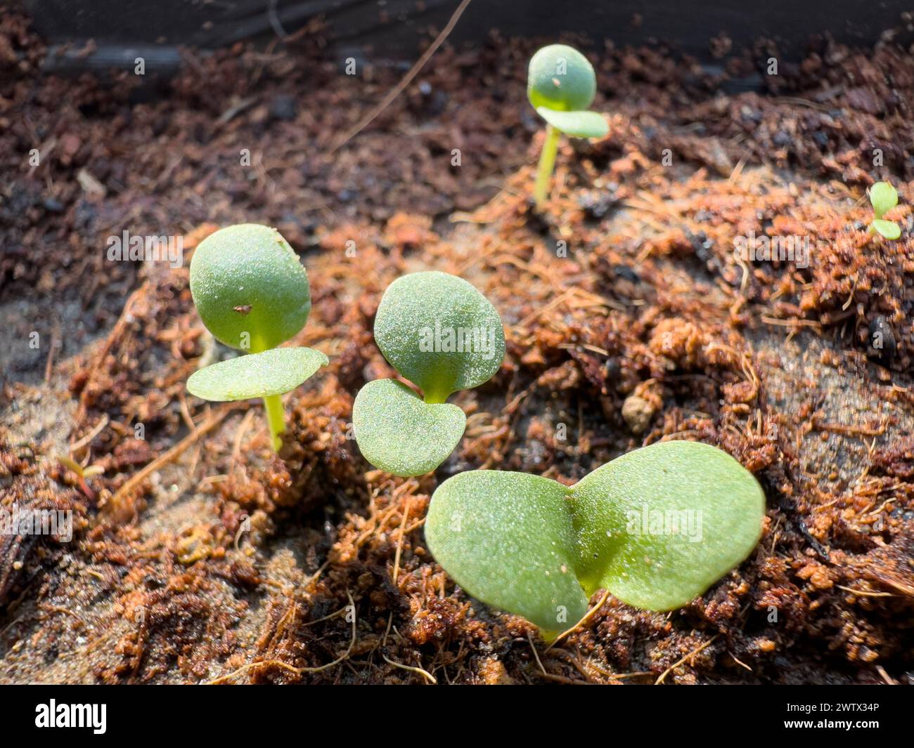 New seeds germinated in pot Stock Photo