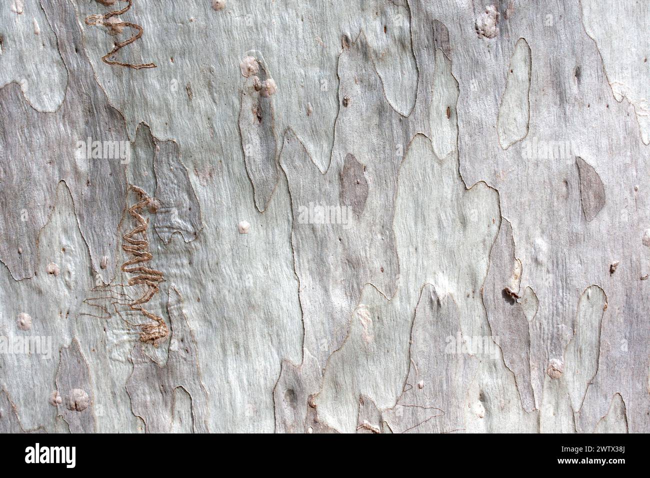 A close-up of the textured grey bark of a narrow-leaved scribbly gum Eucalyptus tree (Eucalyptus racemosa) in Queensland, Australia Stock Photo