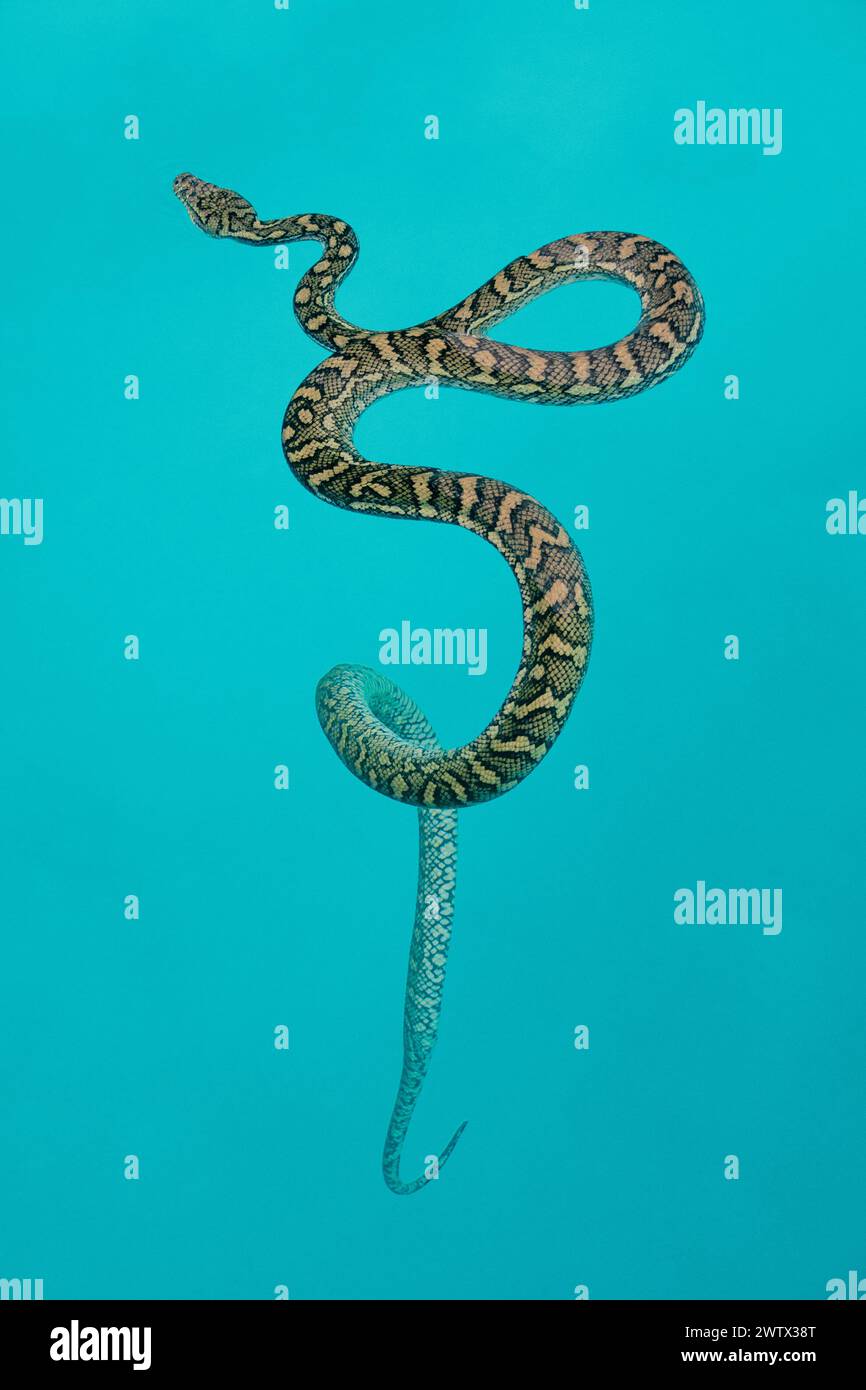 Python snake (Morelia spilota) in the turquoise water of a swimming ...