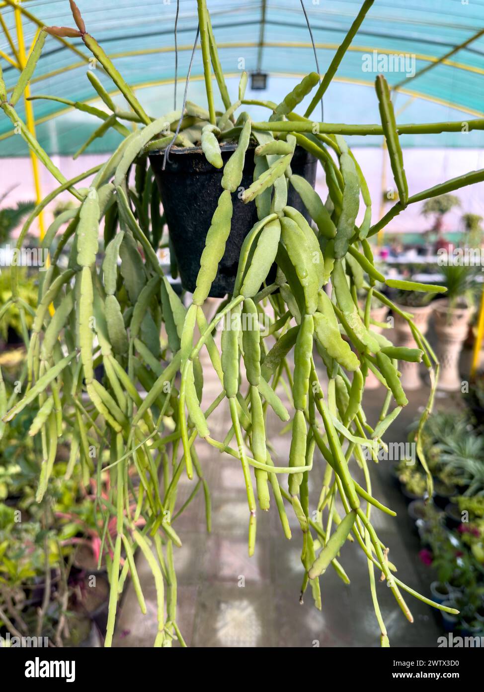 Rhipsalis epiphytic cactus in a hanging pot closeup Stock Photo