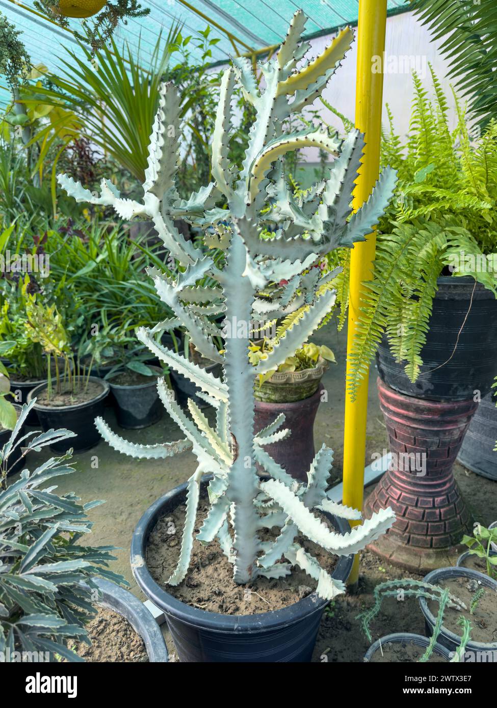 White ghost euphorbia lactea cactus closeup Stock Photo