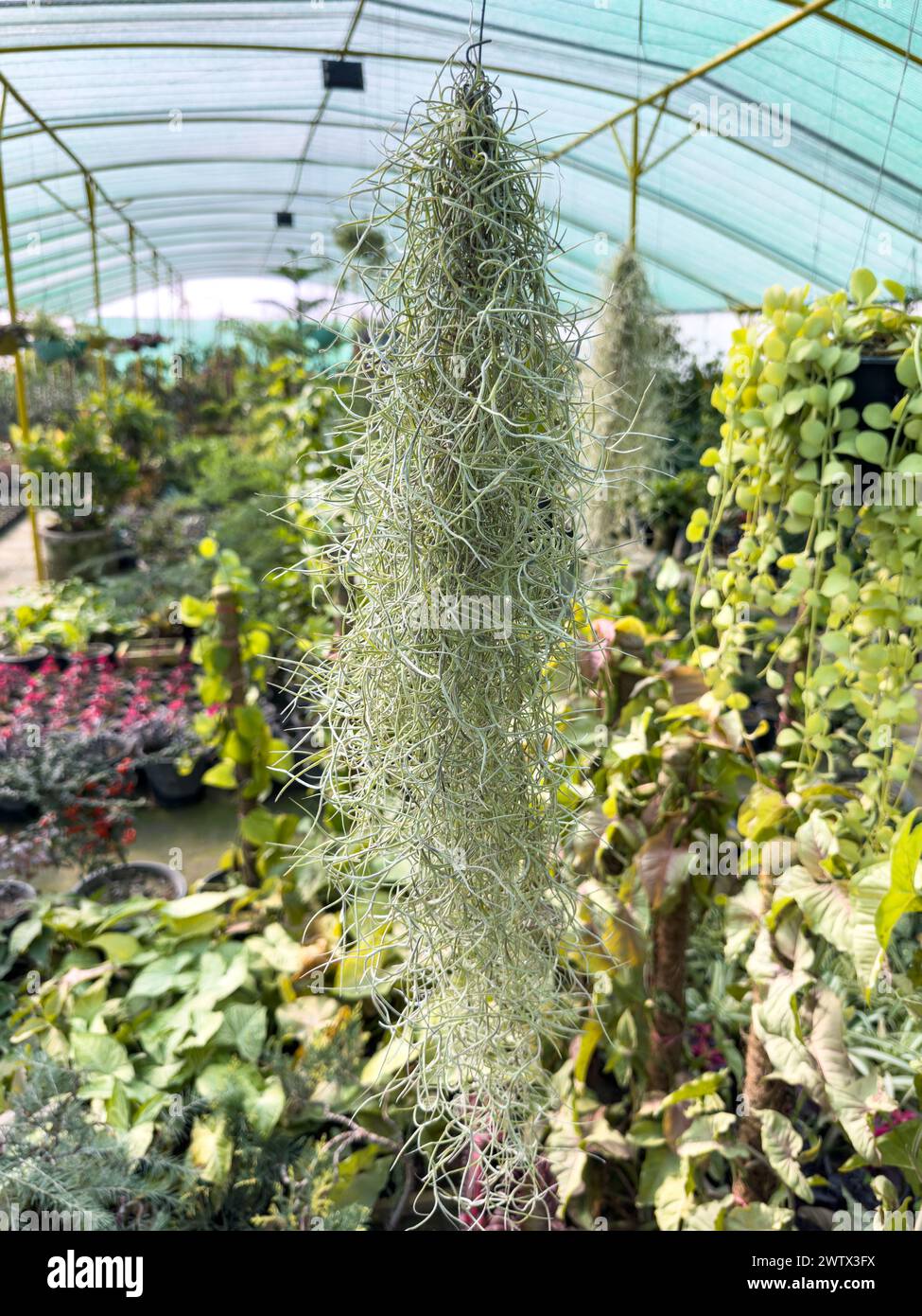 Tillandsia usneoides Spanish moss hanging in a greenhouse Stock Photo