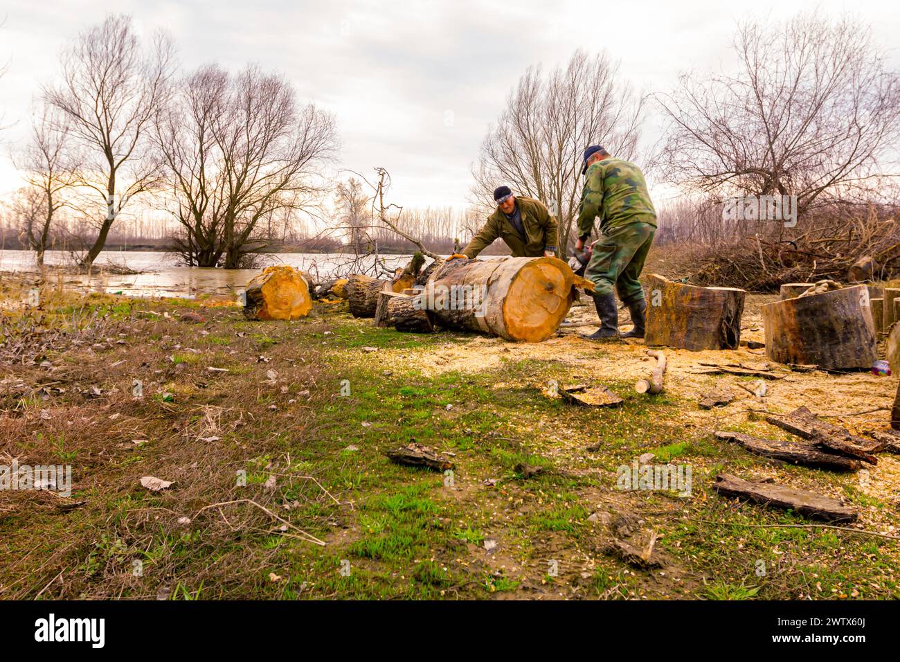 Lumberjack is chopping, split large tree trunks, using professional chainsaw slicing freshly cut stump of trees on the forest ground at river bank, lu Stock Photo