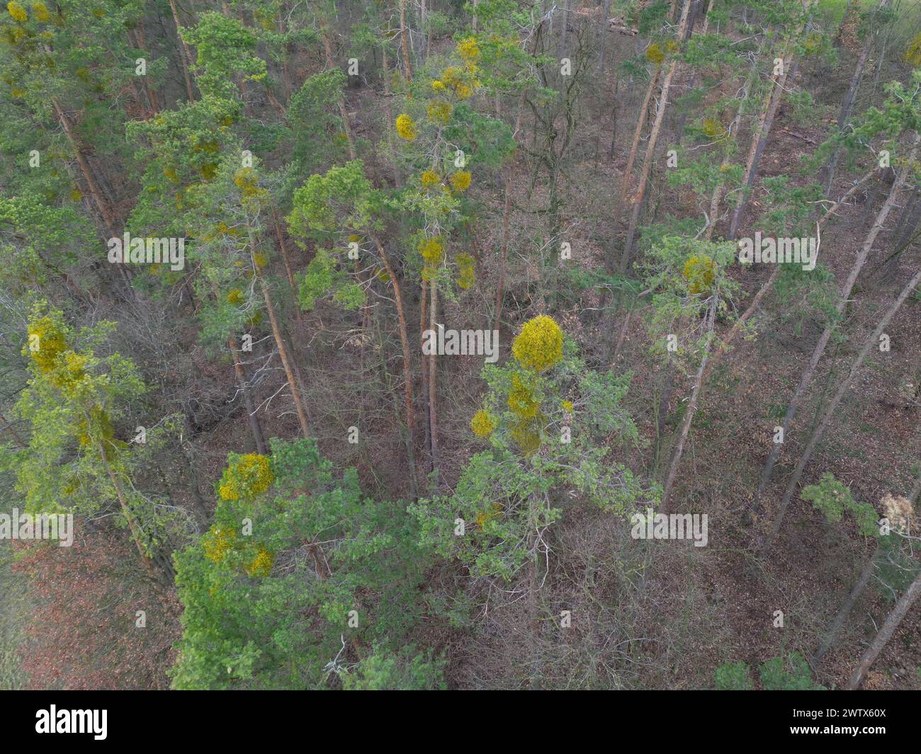 Rohr, Germany. 15th Mar, 2024. Pine trees die at the edge of a forest, their trunks turn red and