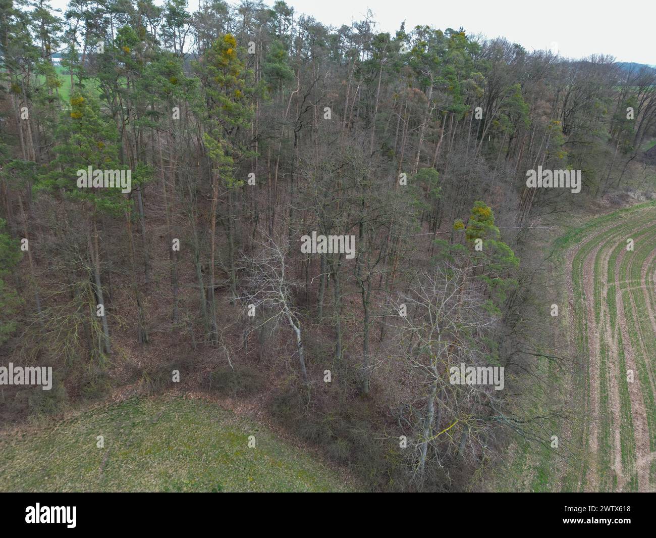 Rohr, Germany. 15th Mar, 2024. Pine trees die at the edge of a forest, their trunks turn red and