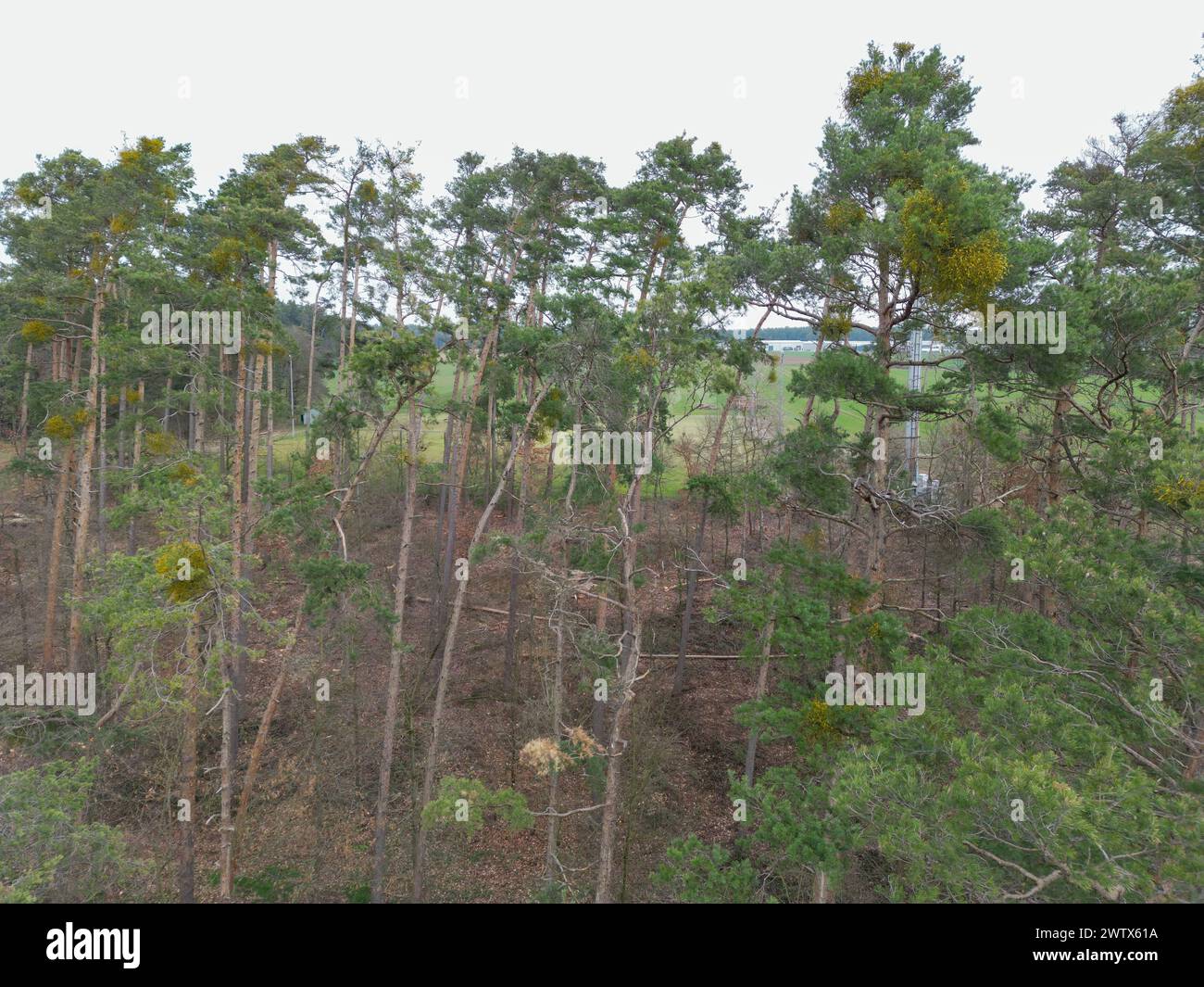 Rohr, Germany. 15th Mar, 2024. Pine trees die at the edge of a forest, their trunks turn red and