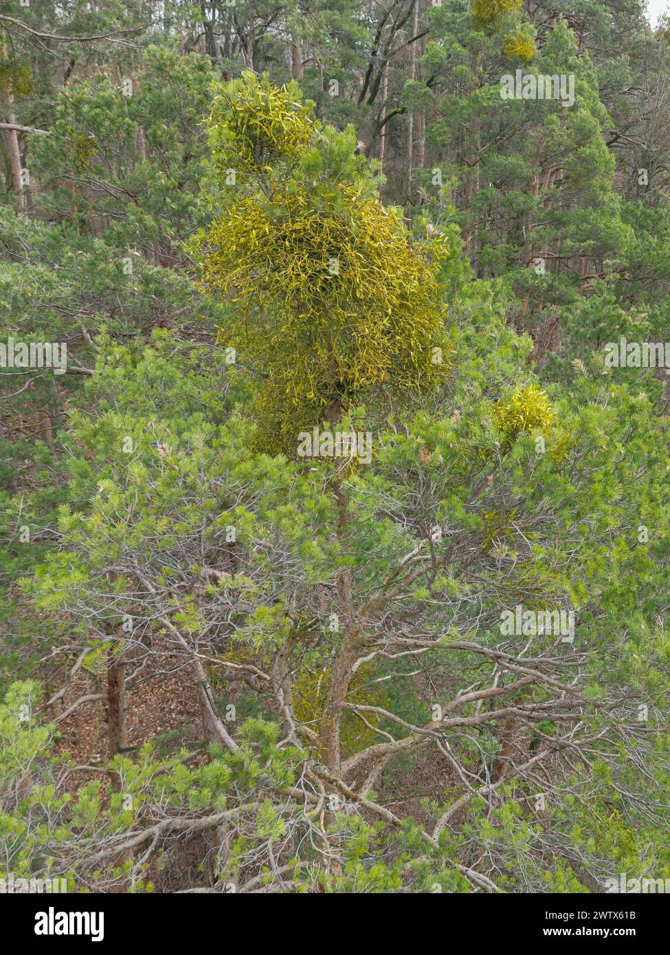 Rohr, Germany. 15th Mar, 2024. Pine trees die at the edge of a forest, their trunks turn red and