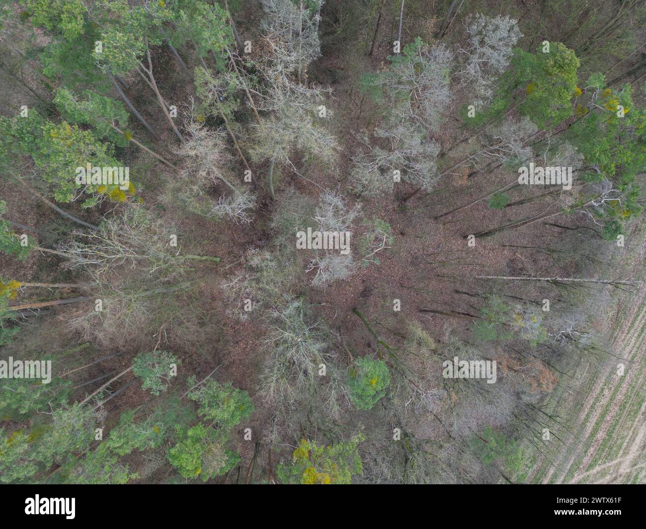 Rohr, Germany. 15th Mar, 2024. Pine trees die at the edge of a forest, their trunks turn red and