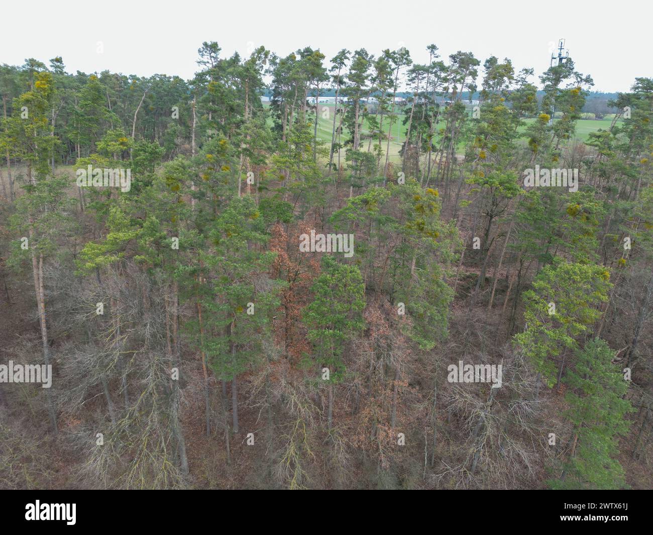 Rohr, Germany. 15th Mar, 2024. Pine trees die at the edge of a forest, their trunks turn red and
