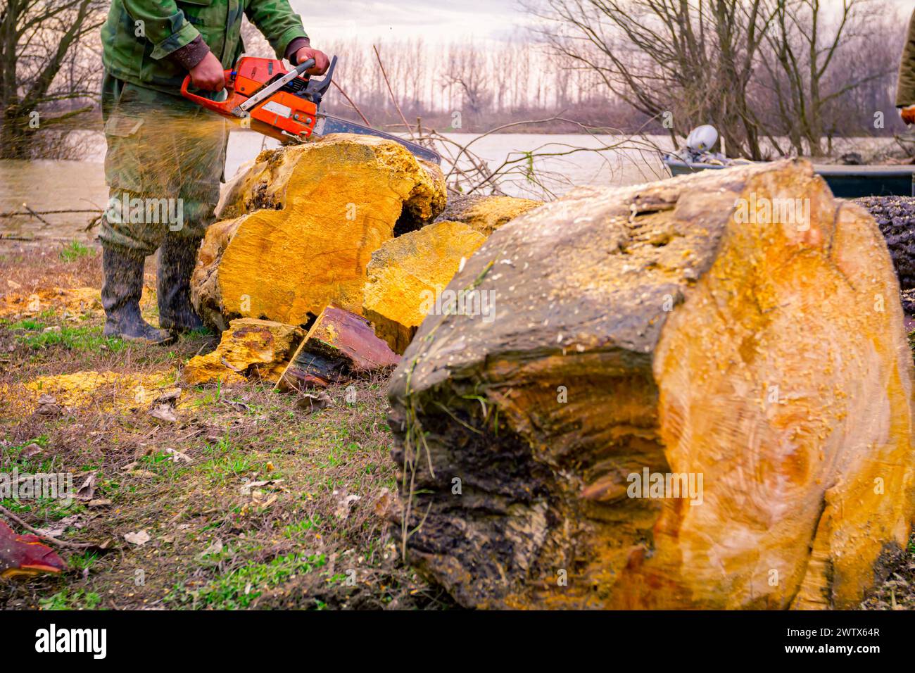 Lumberjack is chopping, split large tree trunks, using professional chainsaw slicing freshly cut stump of trees on the forest ground at river bank, lu Stock Photo