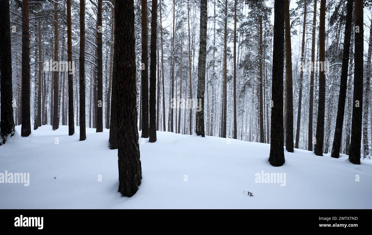 Beautiful scenery with snowy white forest In winter frosty day. Media. Amazing pine scenic view of park woods. Stock Photo
