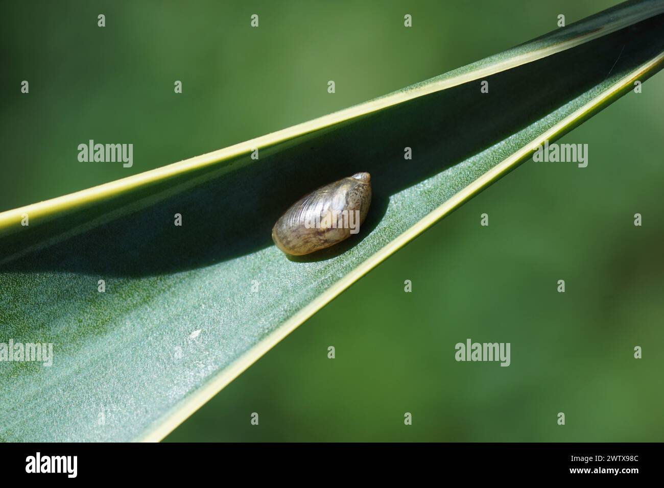 Amber Snail, Succinea putris. A small air-breathing land snail in the family Succineidae. On a leaf of a Variegated Spanish Dagger (Yucca gloriosa Stock Photo