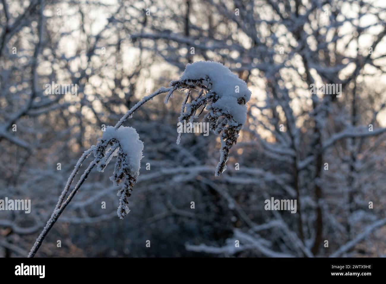 Dry grass inflorescence close up during cold winter time covered with snow Stock Photo