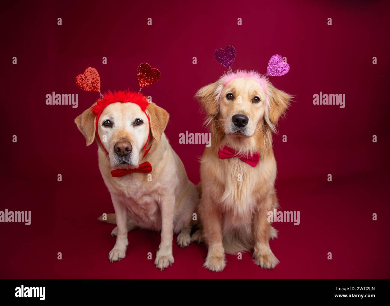Golden Retriever and a Yellow Labrador Retriever wearing bow ties and hair bands with hearts sitting side by side Stock Photo