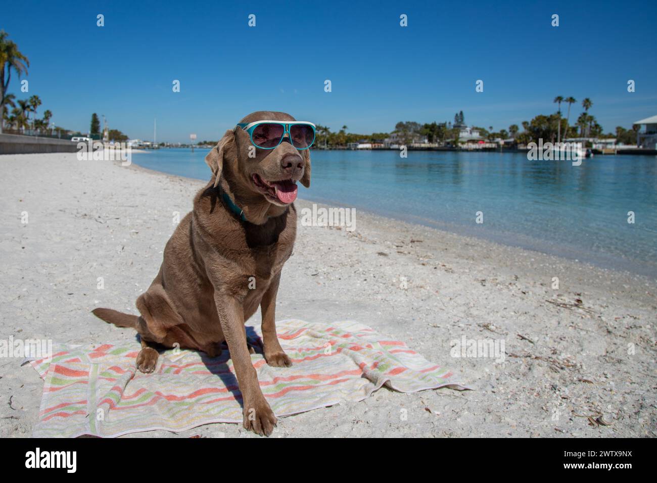 Portrait of a silver labrador retriever sitting on beach wearing sunglasses, Florida, USA Stock Photo