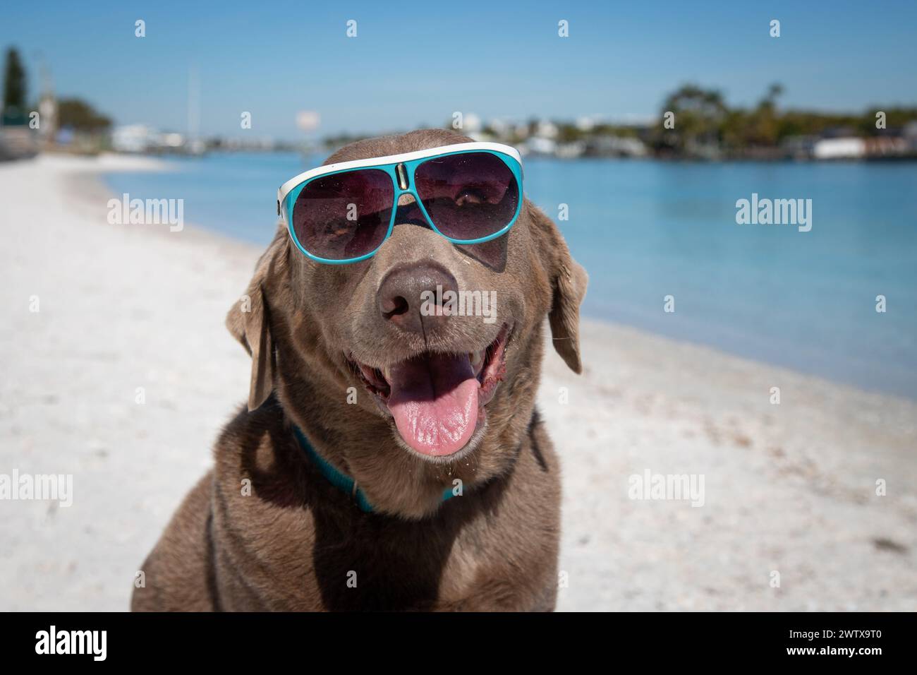 Portrait of a silver labrador retriever sitting on beach wearing sunglasses, Florida, USA Stock Photo