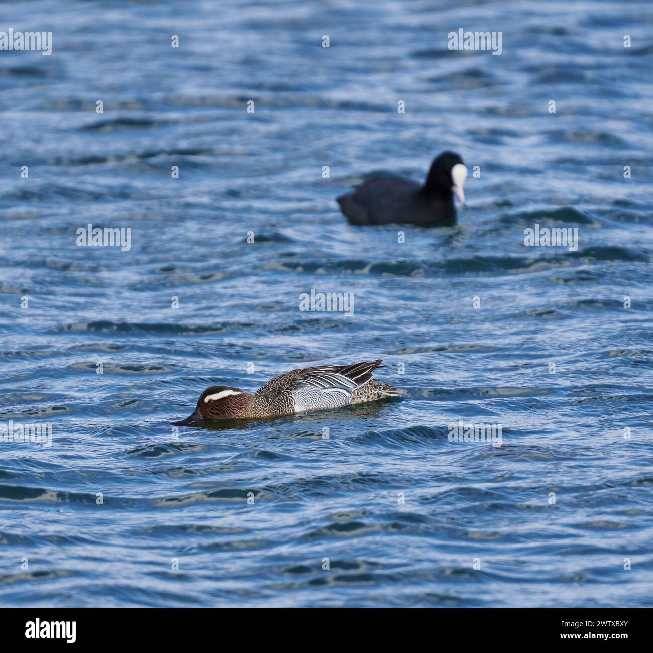 Garganey duck and a coot swimming on a lake Stock Photo