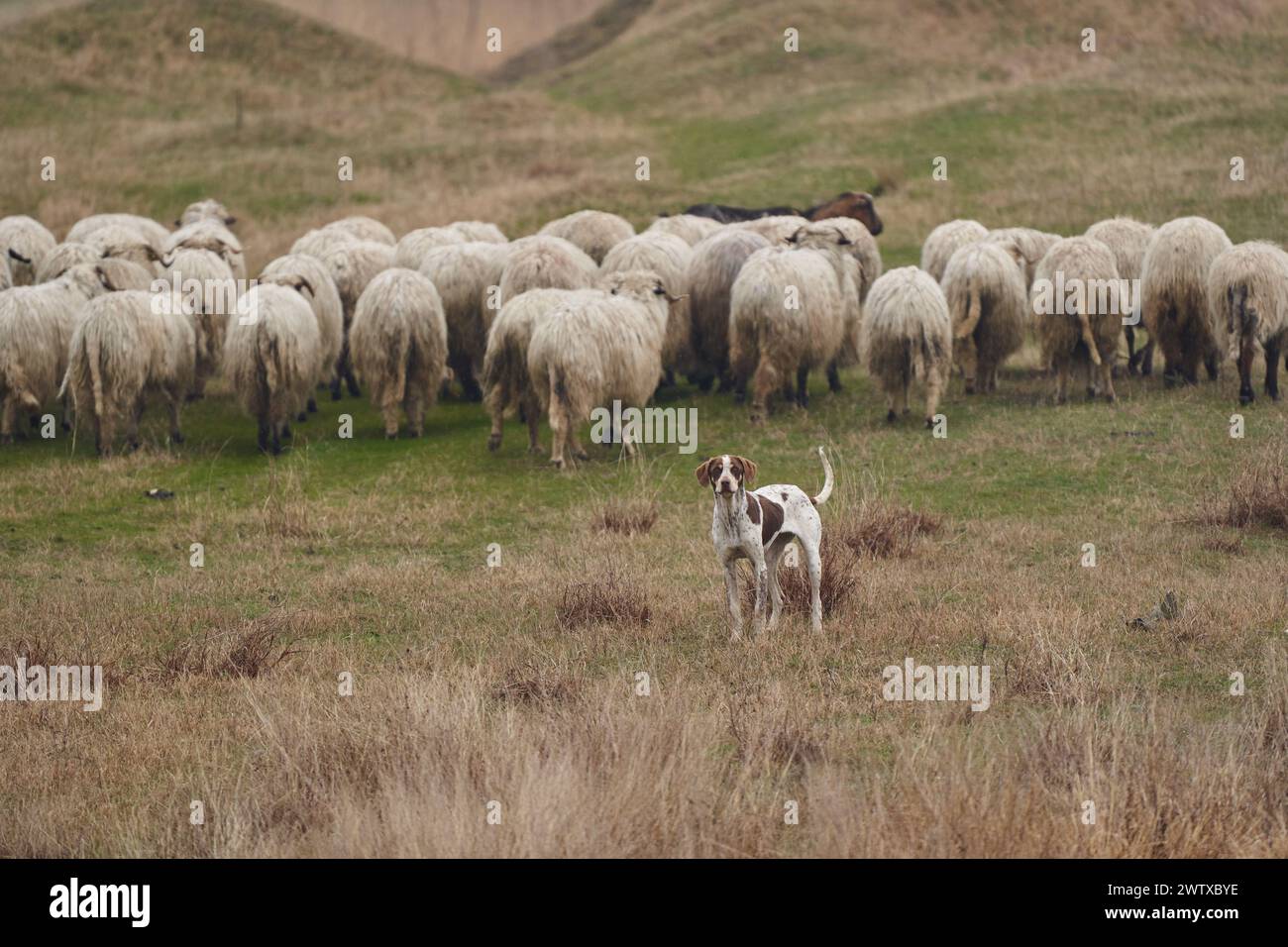 Aggressive guard dog protecting the sheep herd on the mountain Stock Photo